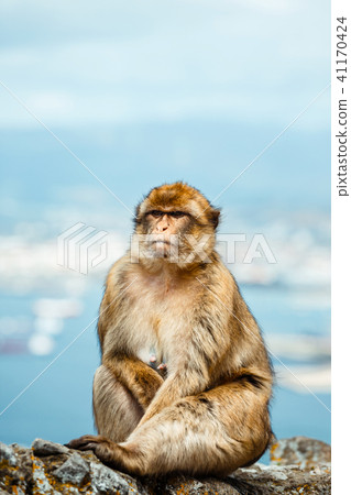 Portrait of a wild female macaque 41170424