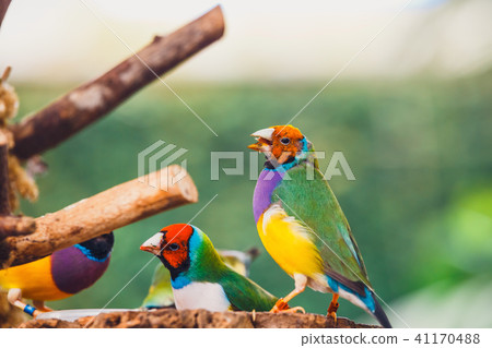 The Lady Gouldian finch, Erythrura gouldiae The Lady Gouldian finch, Erythrura gouldiae 41170488