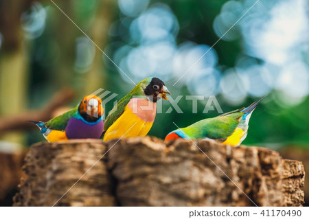 The Lady Gouldian finch, Erythrura gouldiae 41170490