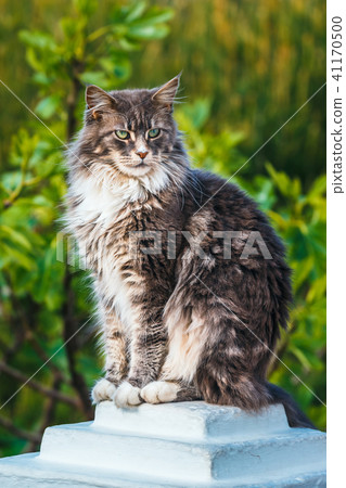 Portrait of Adorable Maine Coon Cat Portrait of Adorable Maine Coon Cat 41170500