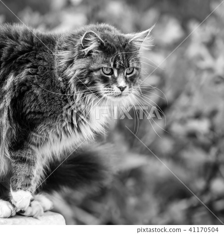 Portrait of Adorable Maine Coon Cat Portrait of Adorable Maine Coon Cat 41170504