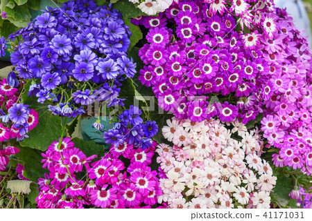 Mixed cineraria flowers on flower bed 41171031