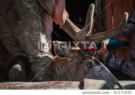 Cutting antlers of Altaic stag maral Cutting antlers of Altaic stag maral 41171045