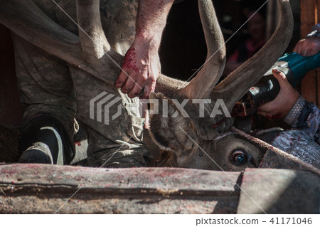 Cutting antlers of Altaic stag maral 41171046