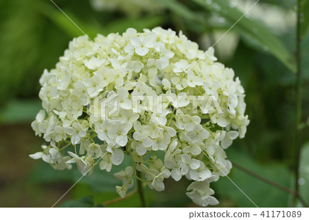 Hydrangea (Annabel) 41171089