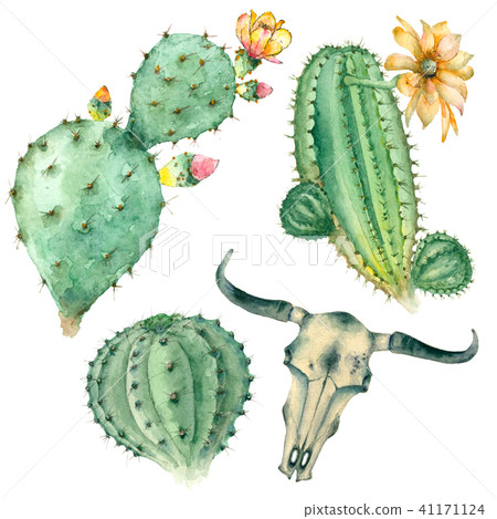 succulents in watercolor succulents in watercolor 41171124