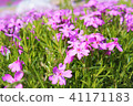 Moss phlox  41171183