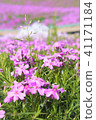 Moss phlox  41171184