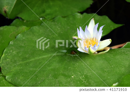 Lotus flower white 41171910