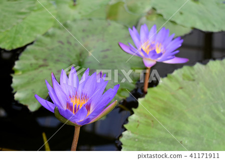 Lotus flower purple 41171911