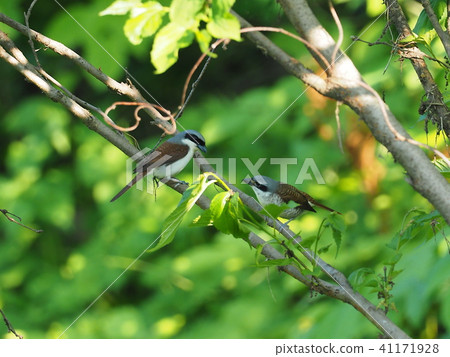 Chigomos Chigomos 41171928