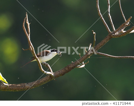 Chigomos Chigomos 41171944