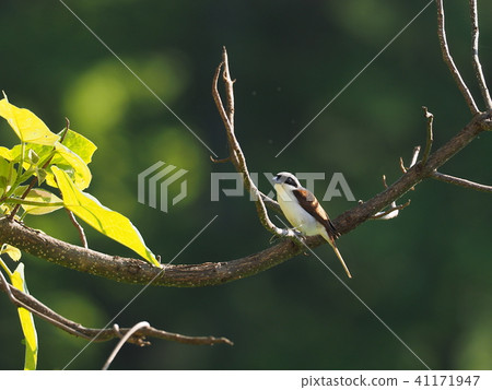 Chigomos Chigomos 41171947