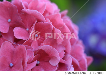 hydrangea hydrangea 41172000
