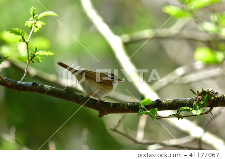 Cute backward pose of Musikui 41172067