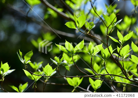 Shining young leaves basking through sunlight Shining young leaves basking through sunlight 41172068