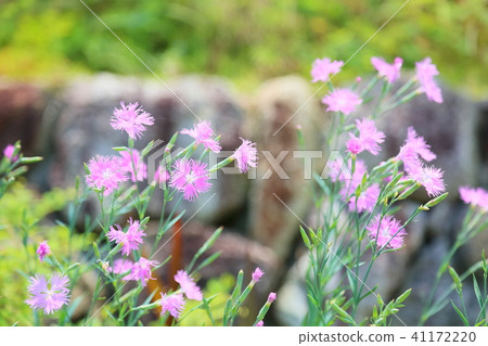 Flowers of Kawarana de Ceco 41172220