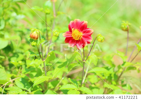 Dahlia flower 41172221