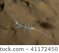 Hora anna naga beetle 41172450