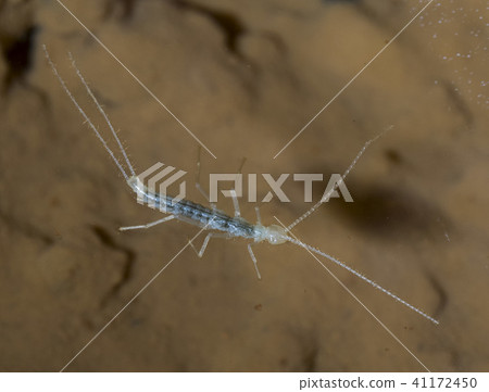 Hora anna naga beetle Hora anna naga beetle 41172450