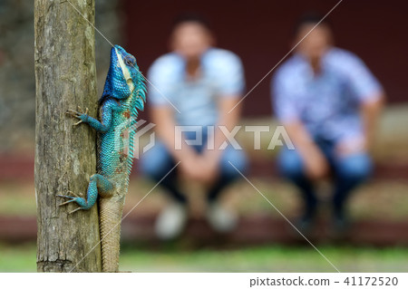 Blue-crested Lizard on a tree with people Blue-crested Lizard on a tree with people 41172520
