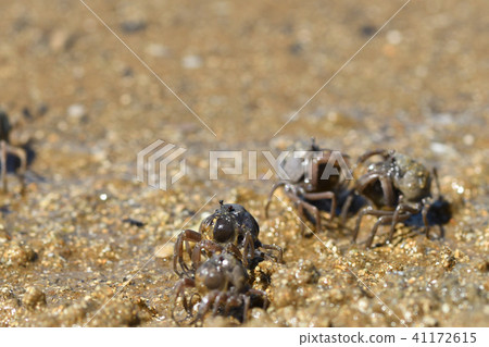 Minami Commuter crab parade 41172615