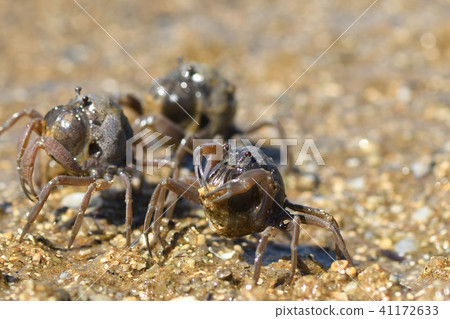 Minami Commuter crab parade Minami Commuter crab parade 41172633