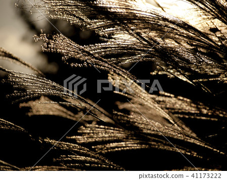 Susuki swaying in the wind Susuki swaying in the wind 41173222