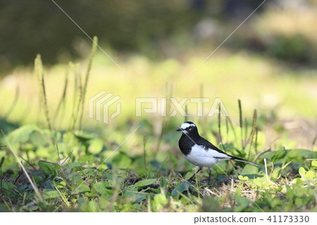 Black-backed wagtail 41173330