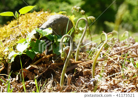 Wakabi of wild plants in the wasteland at the foot of the mountain ... 2 Wakabi of wild plants in the wasteland at the foot of the mountain ... 2 41173521