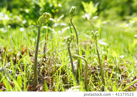Wakabi of wild plants in wasteland at the foot of the mountain · · · 4 41173523