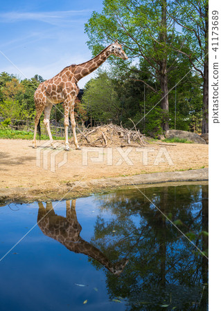 Giraffe of the zoo 001 41173689
