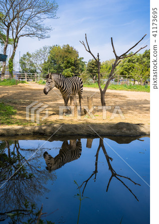 在動物園的斑馬動物園001 在動物園的斑馬動物園001 41173695
