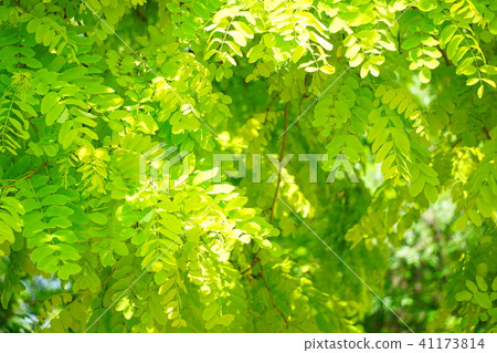 Refreshing Reef 10 41173814