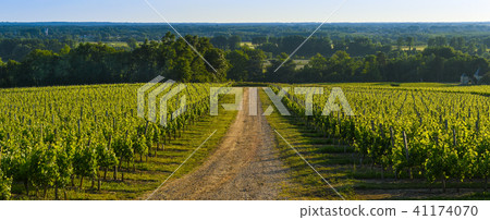 Vineyard Sunrise, Bordeaux Vineyard 41174070