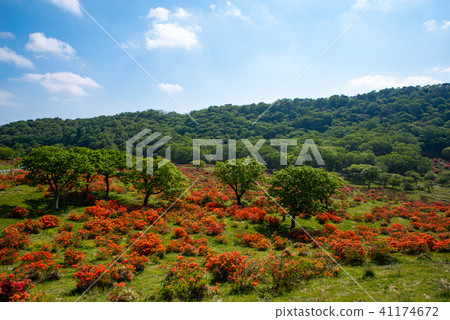 Blue sky and fresh green and astragalus blooming ranch blooming tourist information office view from the deck Akagi mountain in June a 41174672