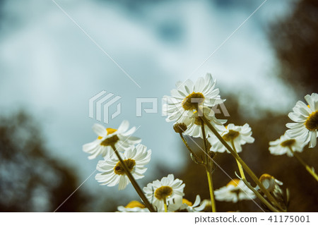 bottom view of chamomile flowers bottom view of chamomile flowers 41175001
