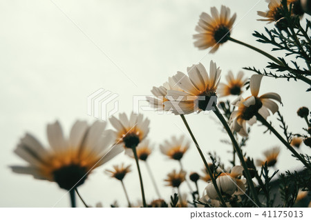 bunch of white daisy flowers seen from below 41175013