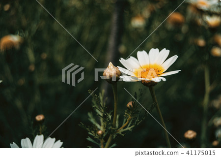 a single white daisy flower in the meadow a single white daisy flower in the meadow 41175015