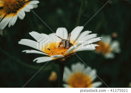 bee catching pollen from a white daisy 41175021
