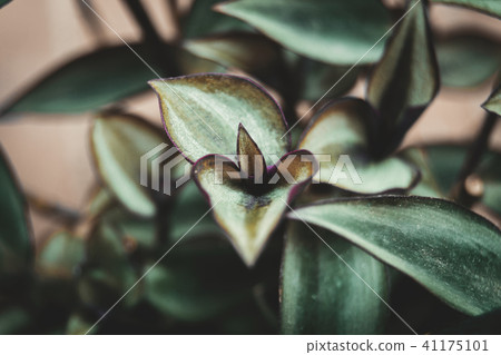 tradescantia zebrina leaves with a heart shape 41175101