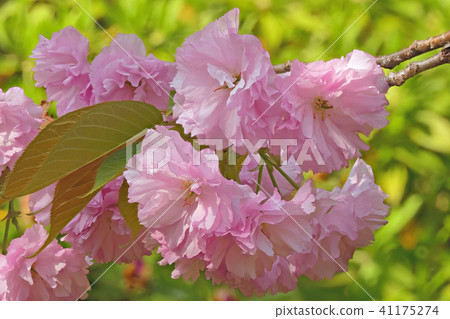 Double cherry blossoms (depth synthesis) Double cherry blossoms (depth synthesis) 41175274