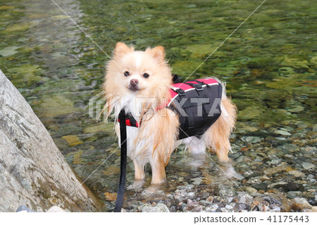 喜歡水的博美犬 喜歡水的博美犬 41175443
