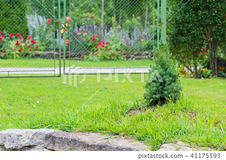 Green grass and spruce 41175593