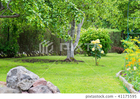 Green grass and rose bush Green grass and rose bush 41175595