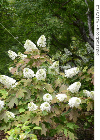 Kashiwaba hydrangea Kashiwaba hydrangea 41175712