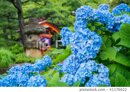 Takahata Fudosan的繡球花 41176022