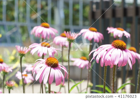 Echinacea purpurea Echinacea purpurea 41176023