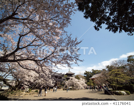 Mint morning sakura walk through Mint morning sakura walk through 41176041