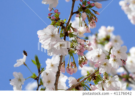 Mint morning sakura walk through Mint morning sakura walk through 41176042
